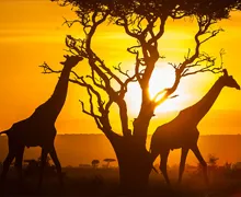 PPPEXPO Tanzania