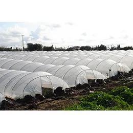 Greenhouse Film