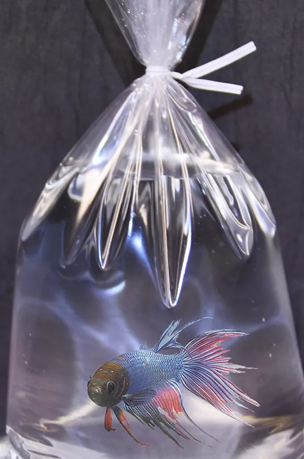 Aquarium Bags