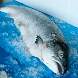 Liners for fish transportation