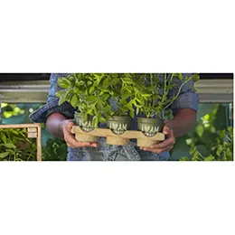 HORTICULTURE