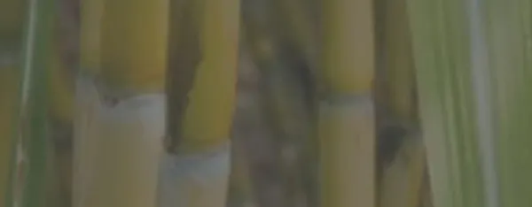 GreenPE