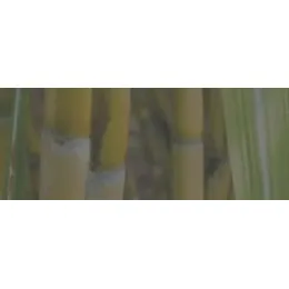 GreenPE