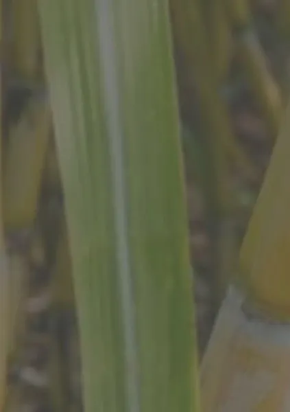 GreenPE