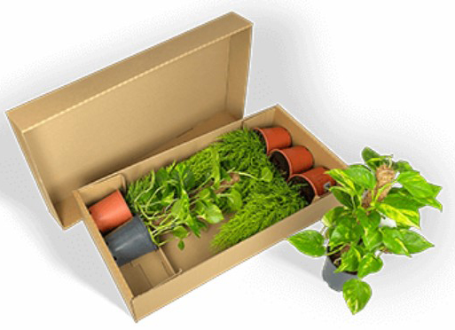 Plant shipping packaging for plants of various heights