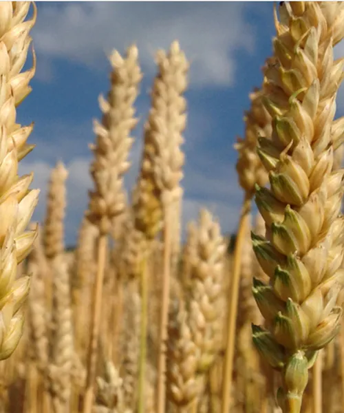 AGRICULTURAL FILMS