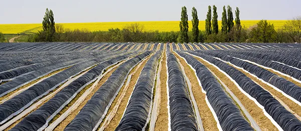 ASPARAGUS FILMS