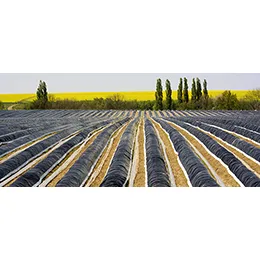 ASPARAGUS FILMS