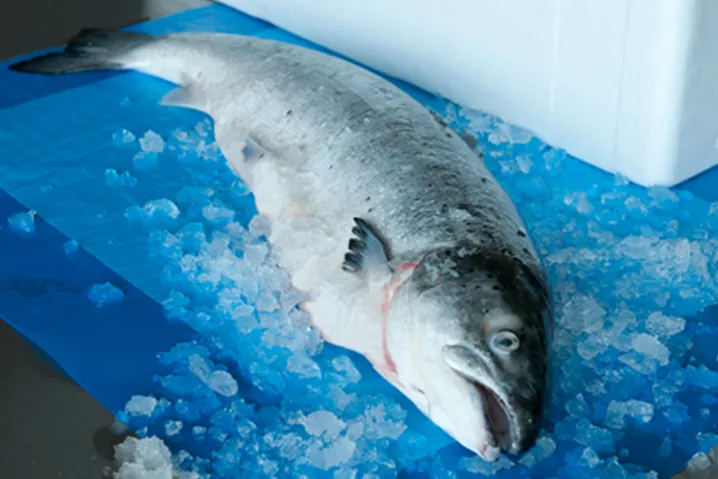 Liners for fish transportation