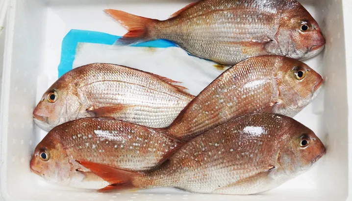 Seafood pads for shelf life extension